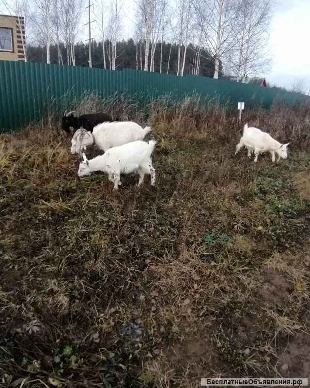 Коза породы Заанская-камерунская