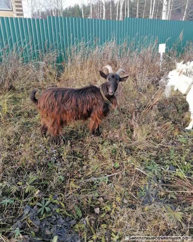 Коза породы Заанская-камерунская