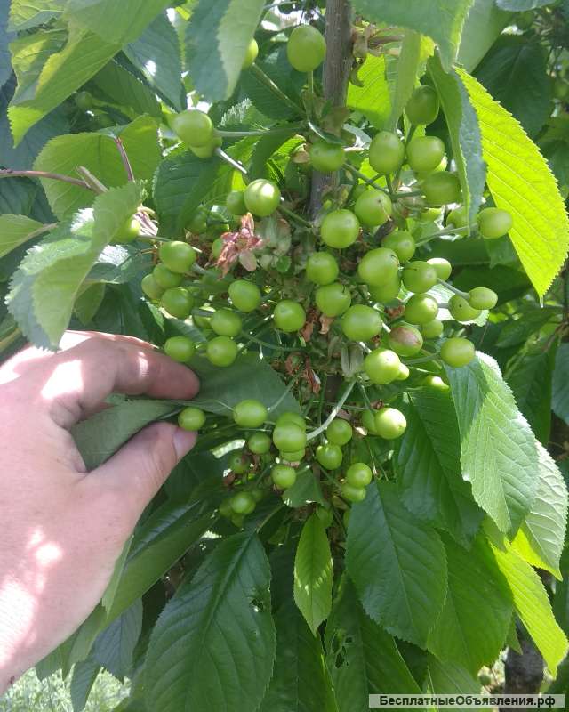 Промалин 500 мл