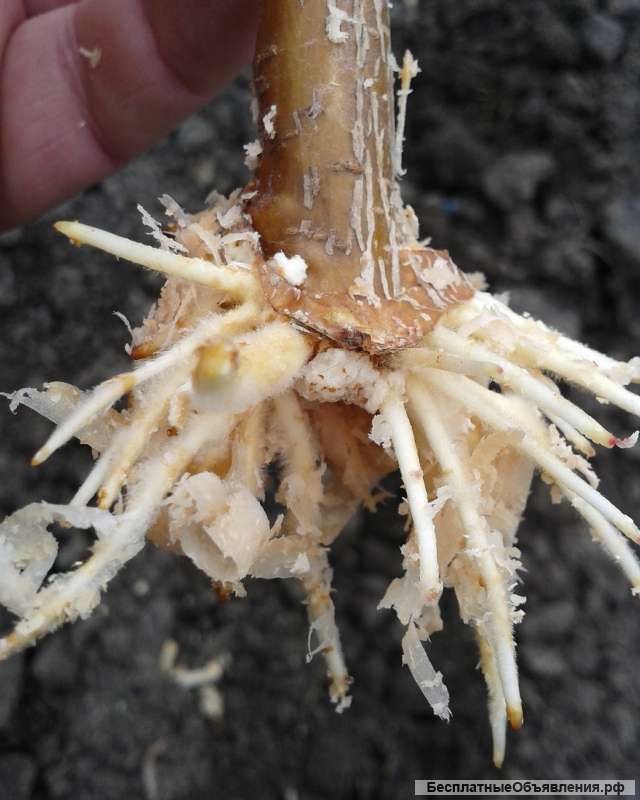 Ризопон-2% (25г)