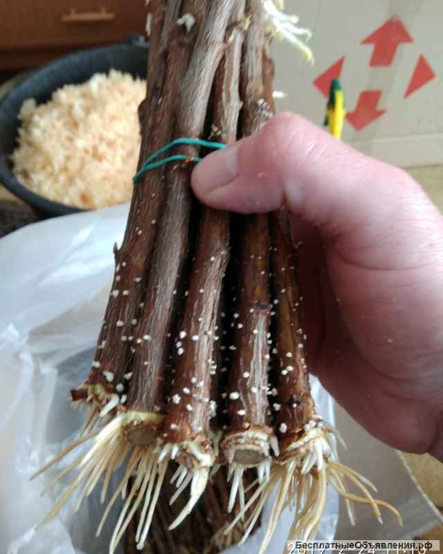 Ризопон-2% (25г)