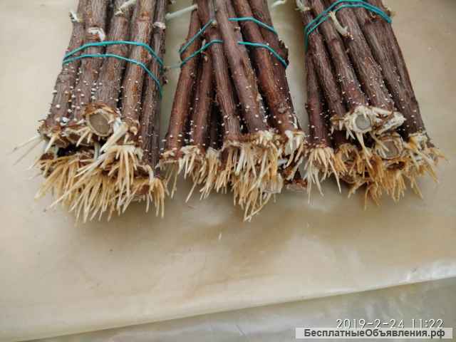 Ризопон-2% (25г)