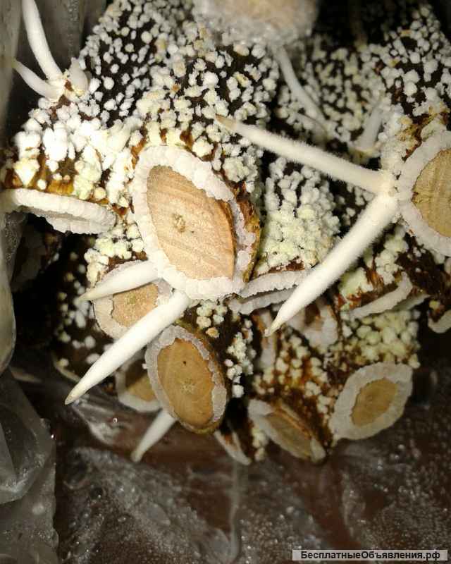 Ризопон-2% (25г)