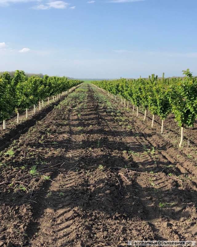 Интенсивный черешневый сад 34 гектара, Тихорецк