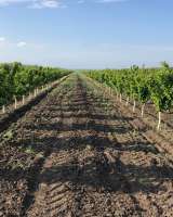 Интенсивный черешневый сад 34 гектара, Тихорецк