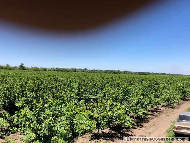 Интенсивный черешневый сад 34 гектара, Тихорецк