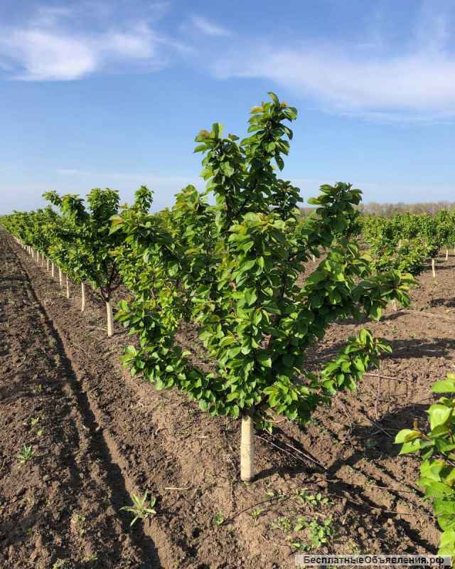 Интенсивный черешневый сад 34 гектара, Тихорецк