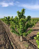 Интенсивный черешневый сад 34 гектара, Тихорецк