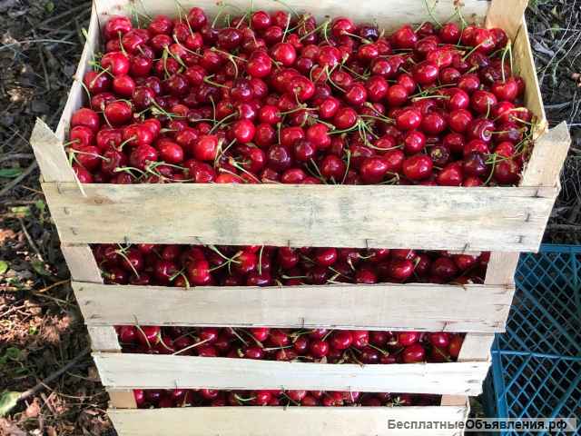 Интенсивный черешневый сад 34 гектара, Тихорецк