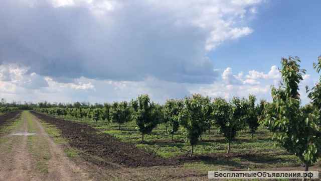 Интенсивный черешневый сад 34 гектара, Тихорецк