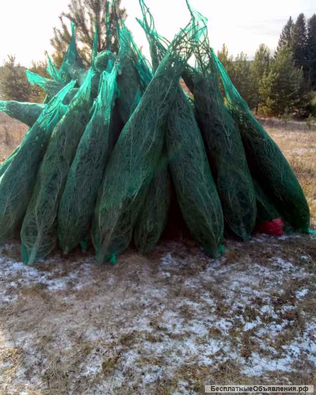 Ели живые новогодние оптом от заготовителя