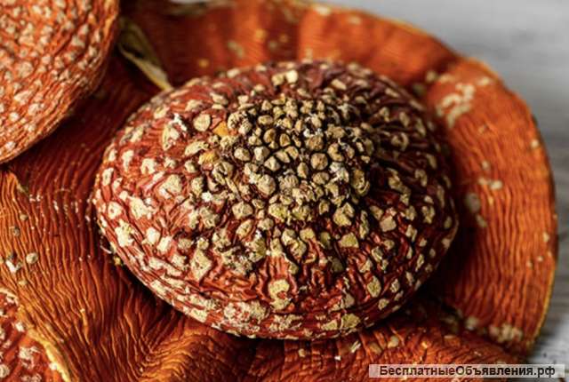 Шляпки красного мухомора