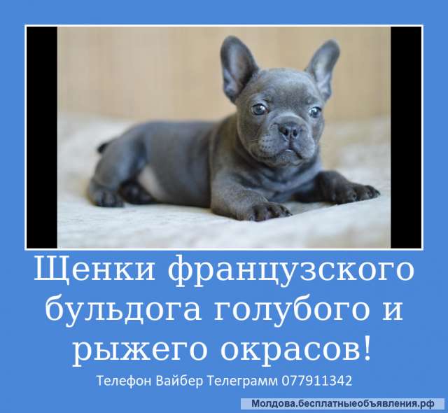 Шикарных малышей французского бульдога