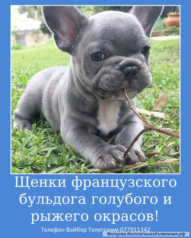 Шикарных малышей французского бульдога