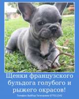 Шикарных малышей французского бульдога