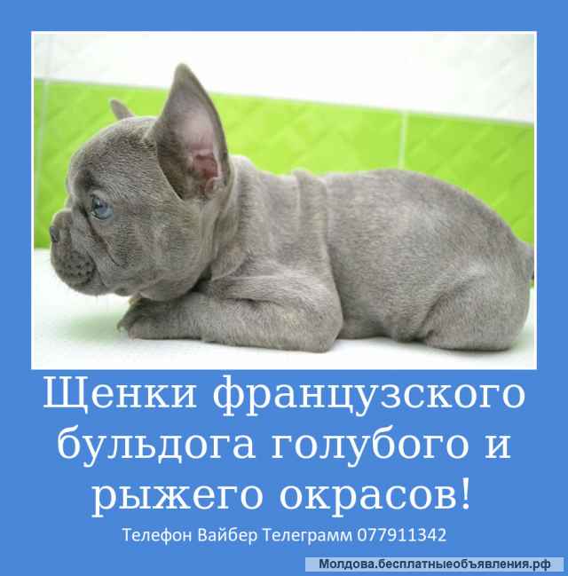Шикарных малышей французского бульдога