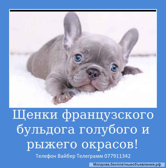 Шикарных малышей французского бульдога