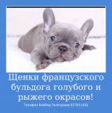 Шикарных малышей французского бульдога