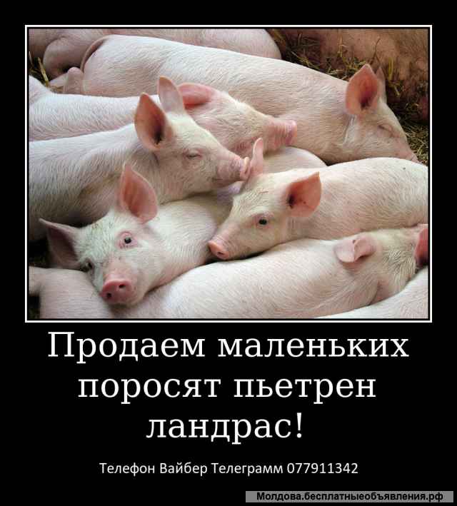 Шикарных малышей французского бульдога