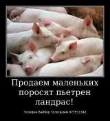 Шикарных малышей французского бульдога