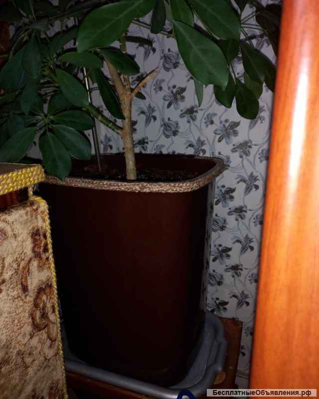 Вазон для больших растений