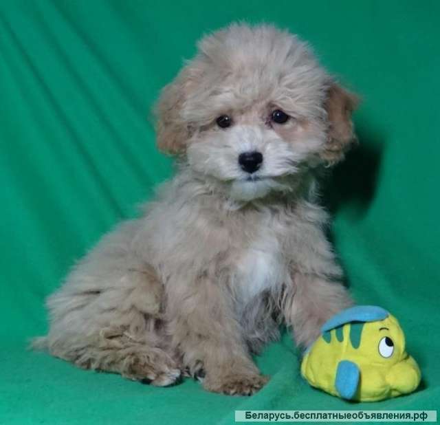 Мальтипу девочки F1 из питомника