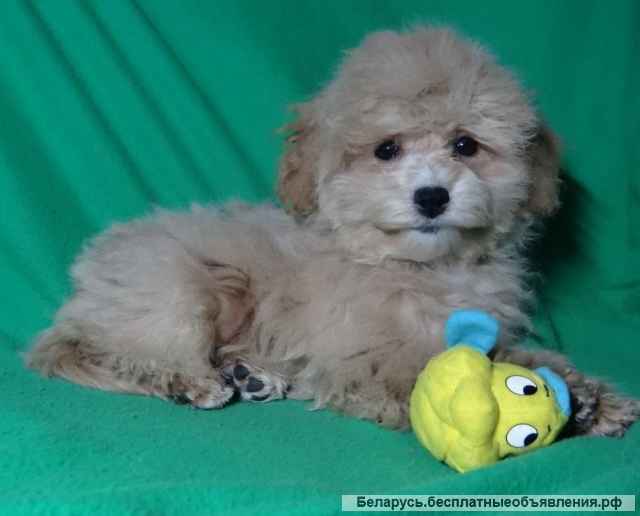 Мальтипу девочки F1 из питомника