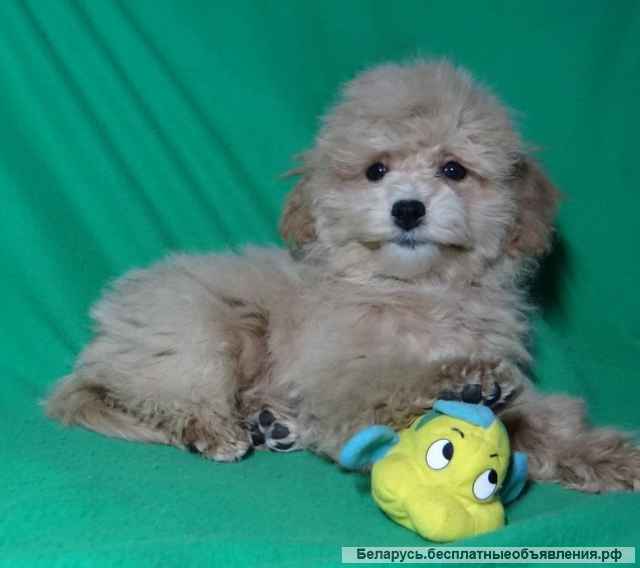 Мальтипу девочки F1 из питомника