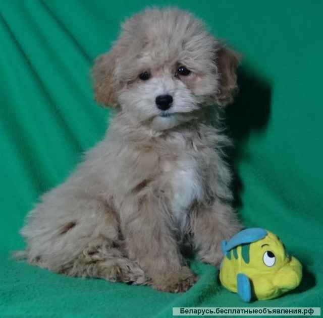 Мальтипу девочки F1 из питомника