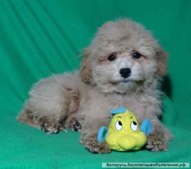 Мальтипу девочки F1 из питомника