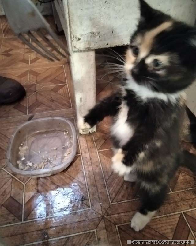 Бездомные котята