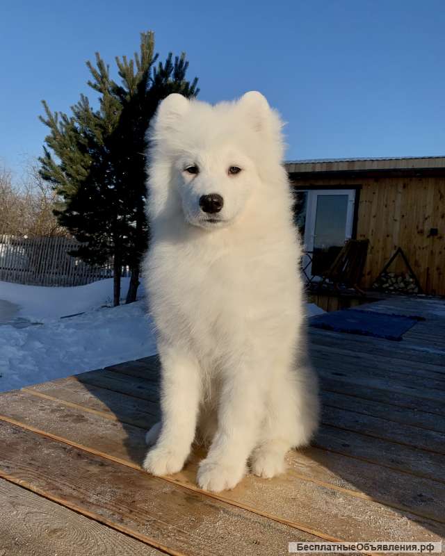 Самоед РКФ FCI Свободны лучшие, кобель и сука помета