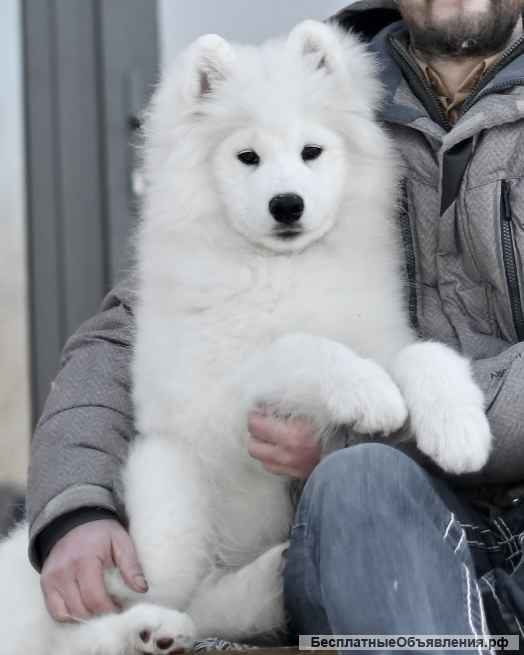 Самоед РКФ FCI Свободны лучшие, кобель и сука помета