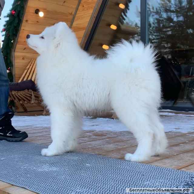 Самоед РКФ FCI Свободны лучшие, кобель и сука помета