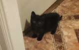 Чёрный ласковый котёнок даром