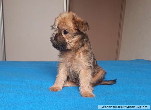 Брюссельского гриффона щенки
