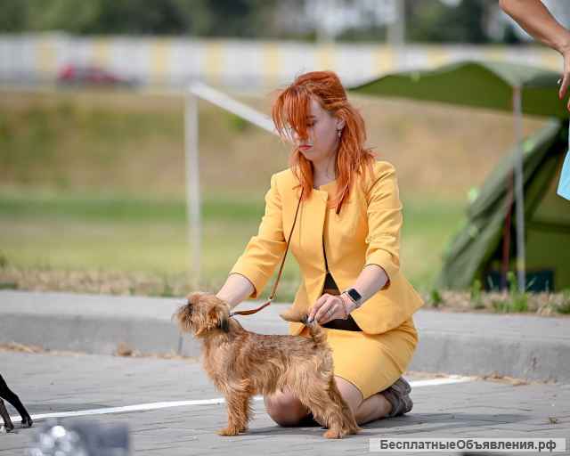 Брюссельского гриффона щенки