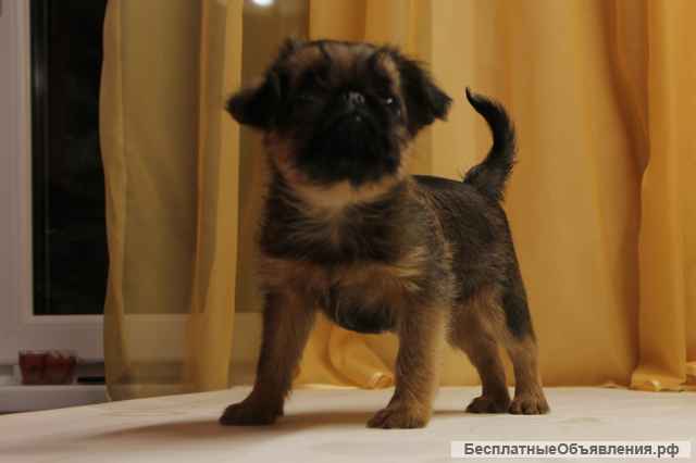 Брюссельского гриффона щенки