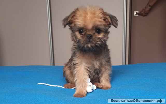 Брюссельского гриффона щенки