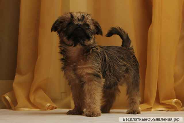 Брюссельского гриффона щенки