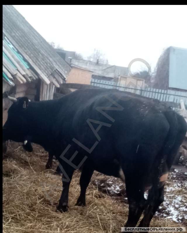 Молодую корову