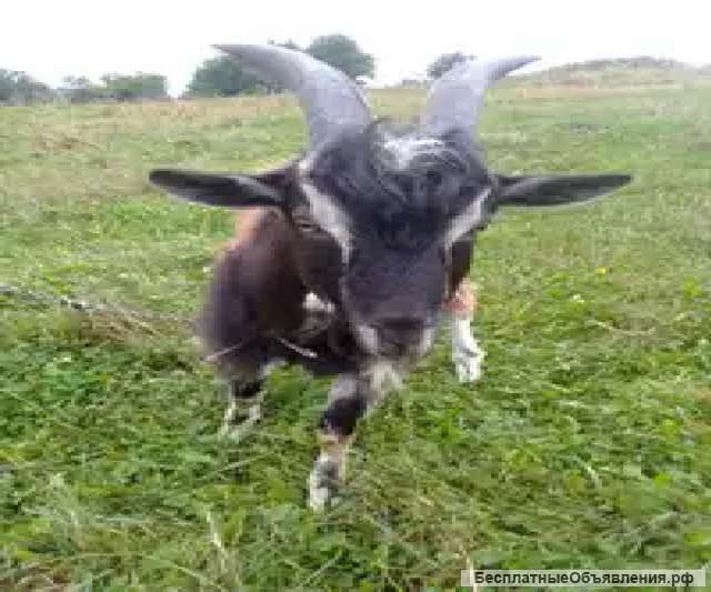 Обменяю козочку. Продам козу