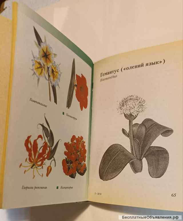 Всё о домашних цветах