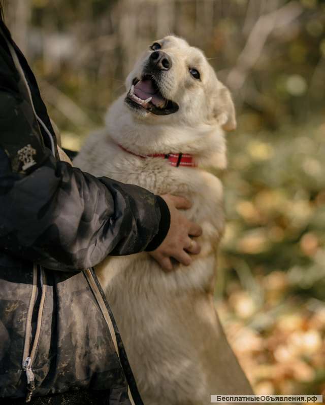 Люпин ищет дом