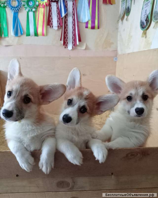 Щенки вельш корги пемброк