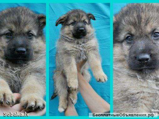 Щенки в добрые руки