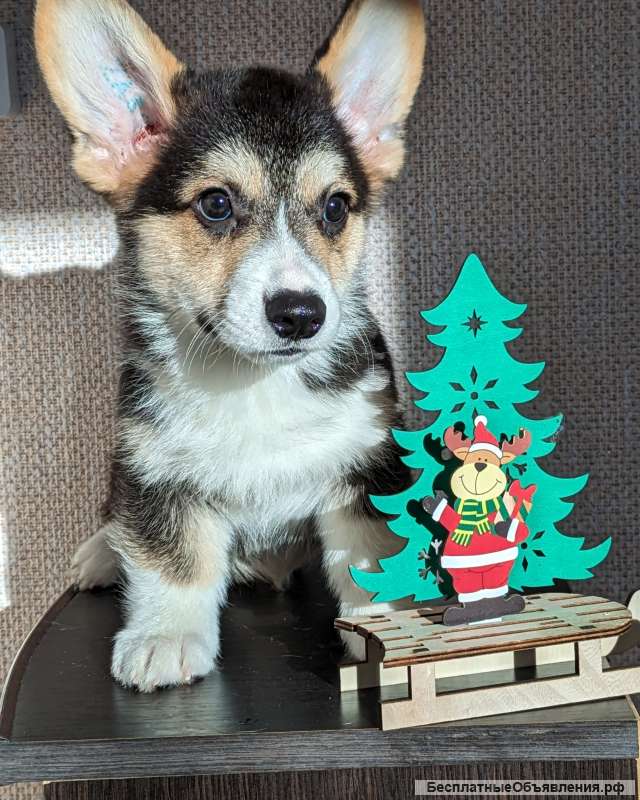 Мальчик триколор вельш корги