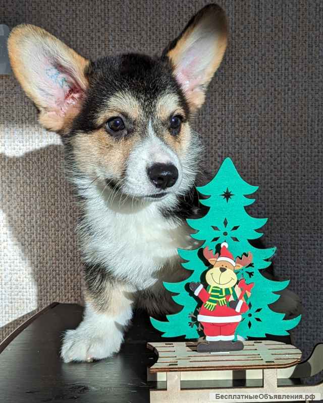 Мальчик триколор вельш корги