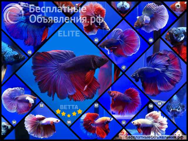 Рыбка петушок самец Халф Мун