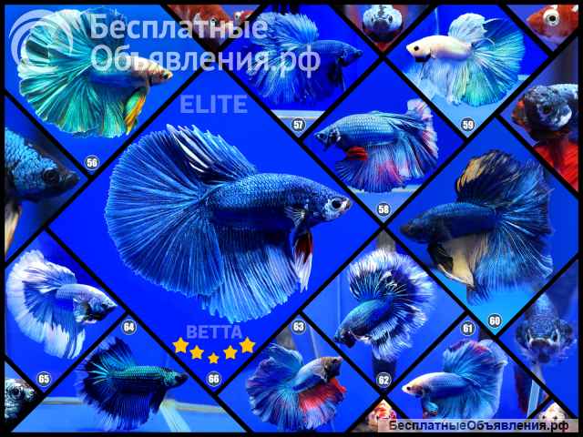 Рыбка петушок самец Халф Мун